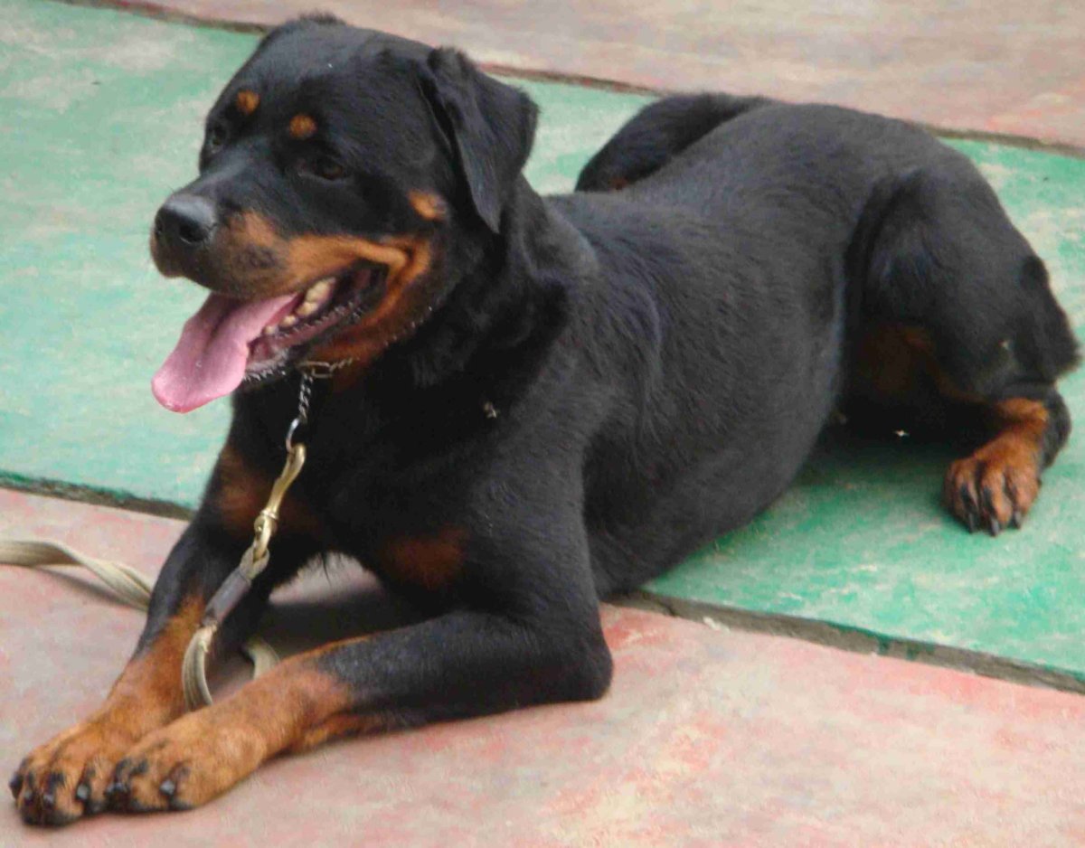 Бигль и ротвейлер