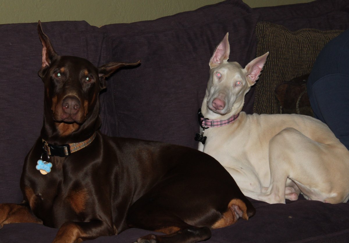 Доберман-пинчер окрасы