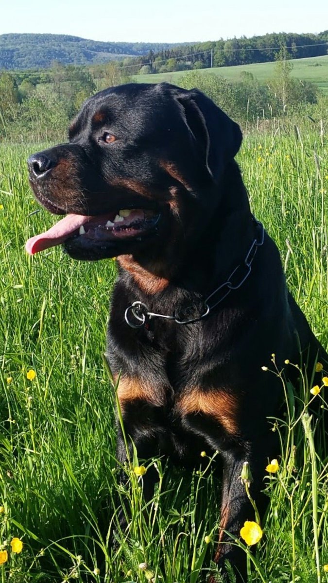 Лабрадор ротвейлер