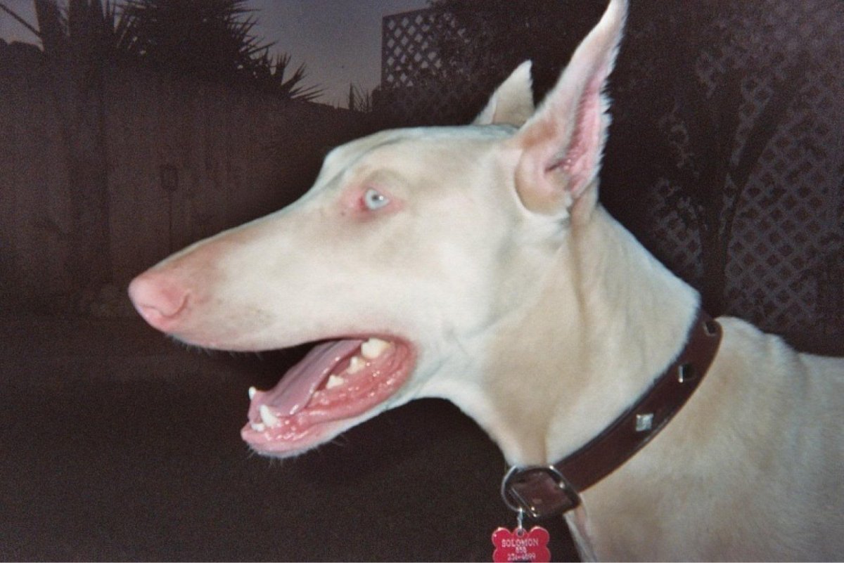 Доберман Эстетика