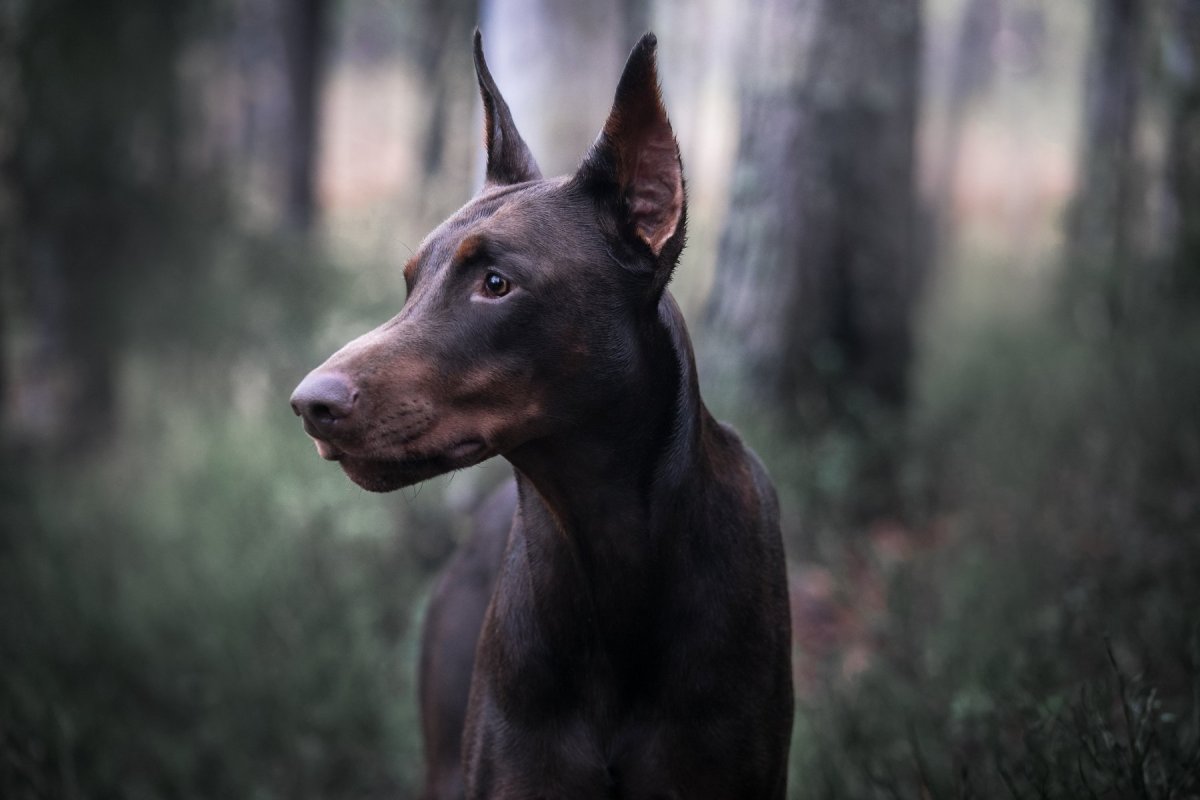 Лиловый Доберман