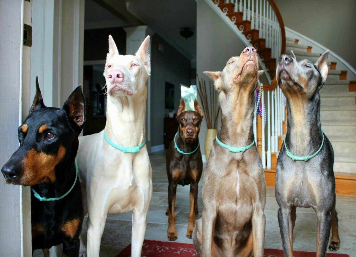 Доберман 2020