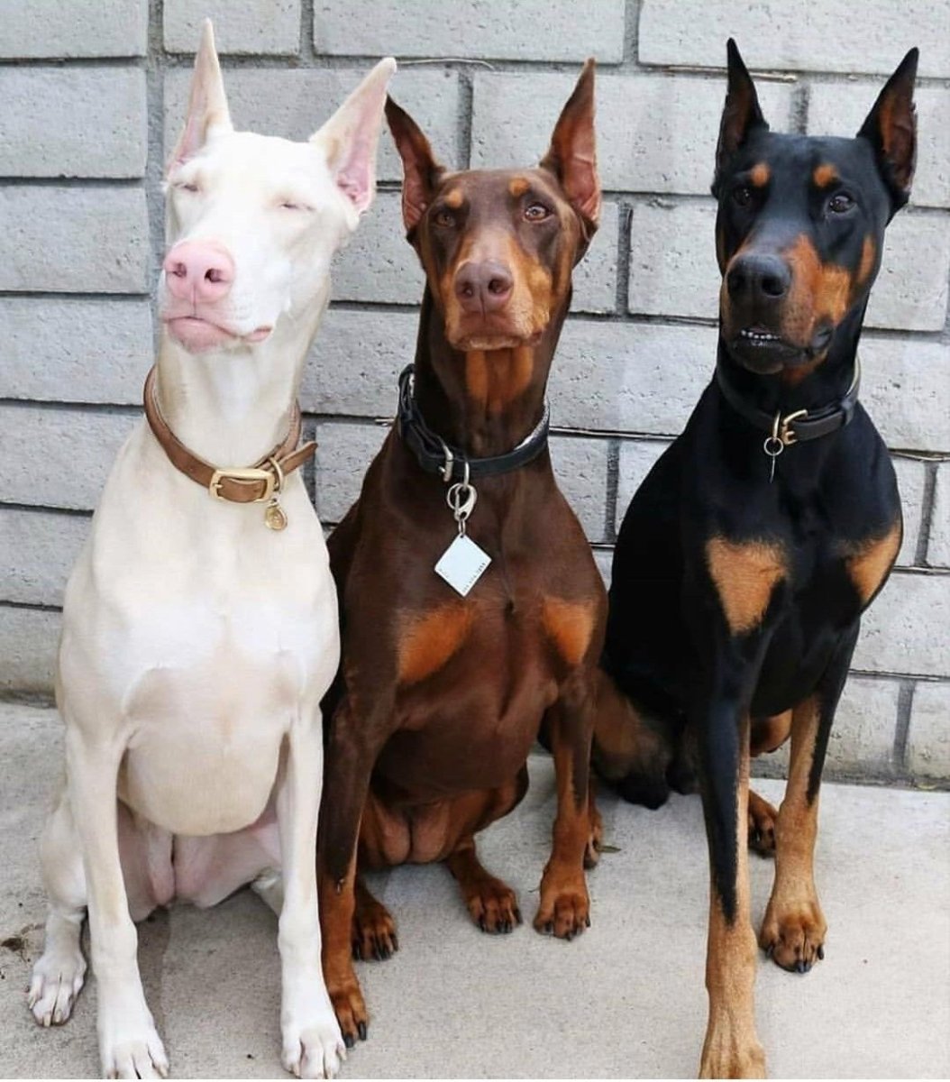 Корги альбинос