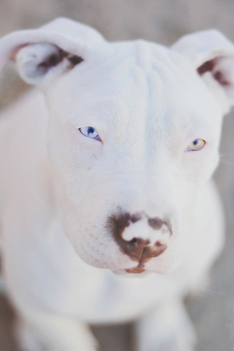 Белый Доберман арт