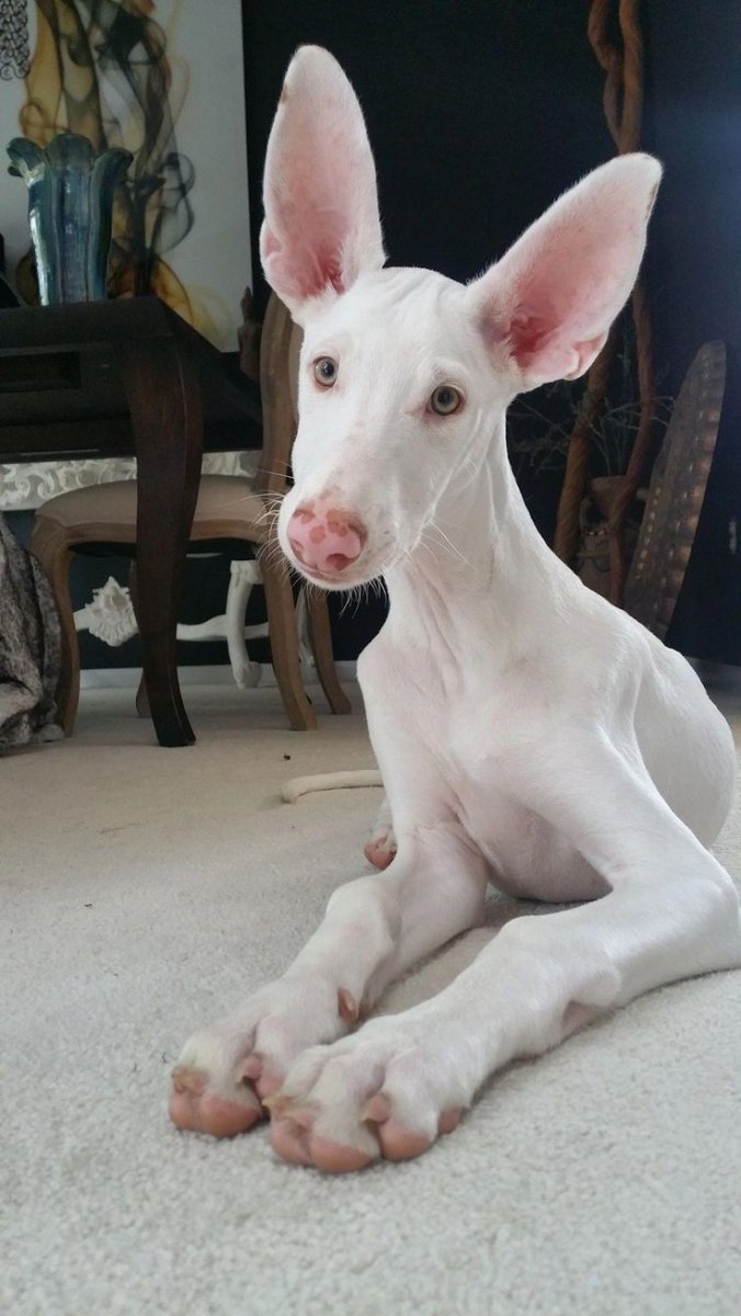 Доберман Анубис