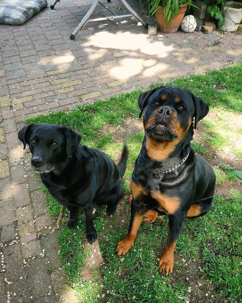 Карликовый ротвейлер