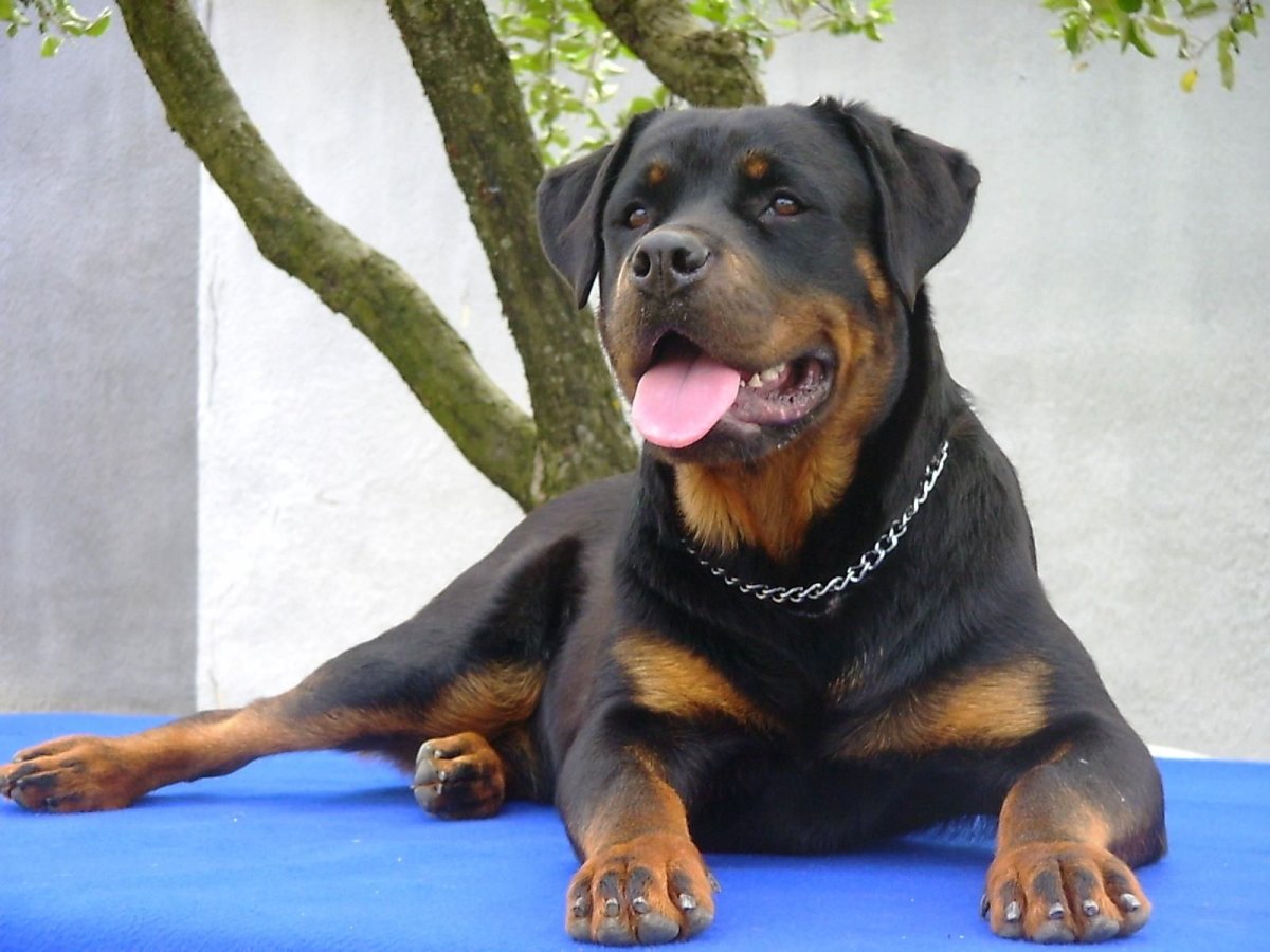 Лабрадор ротвейлер