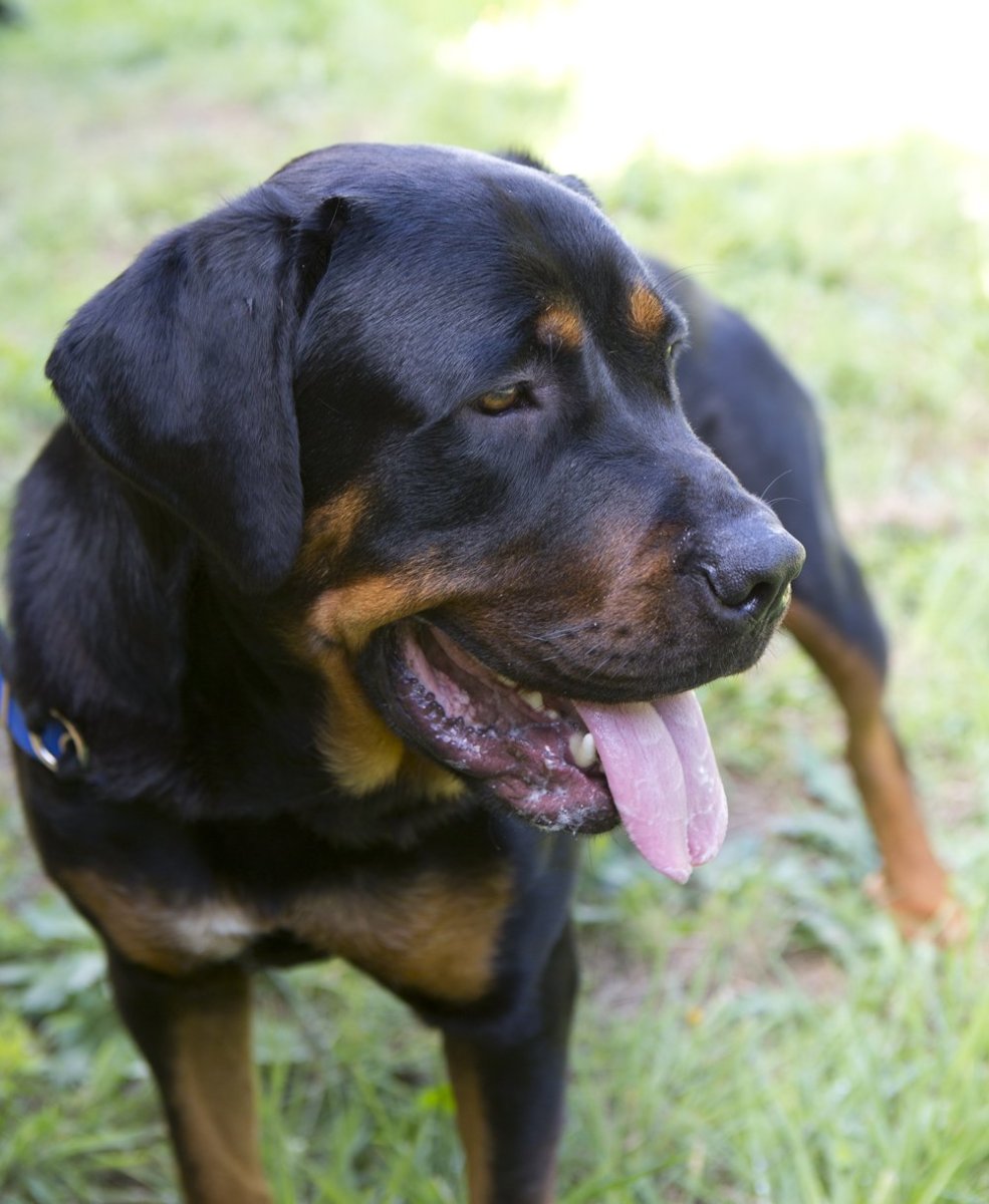Метис добермана и лабрадора
