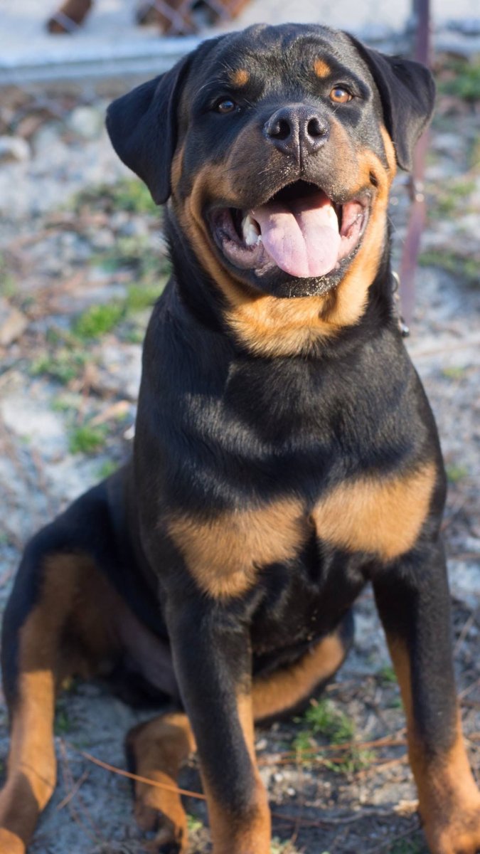 Ротвейлер цвета