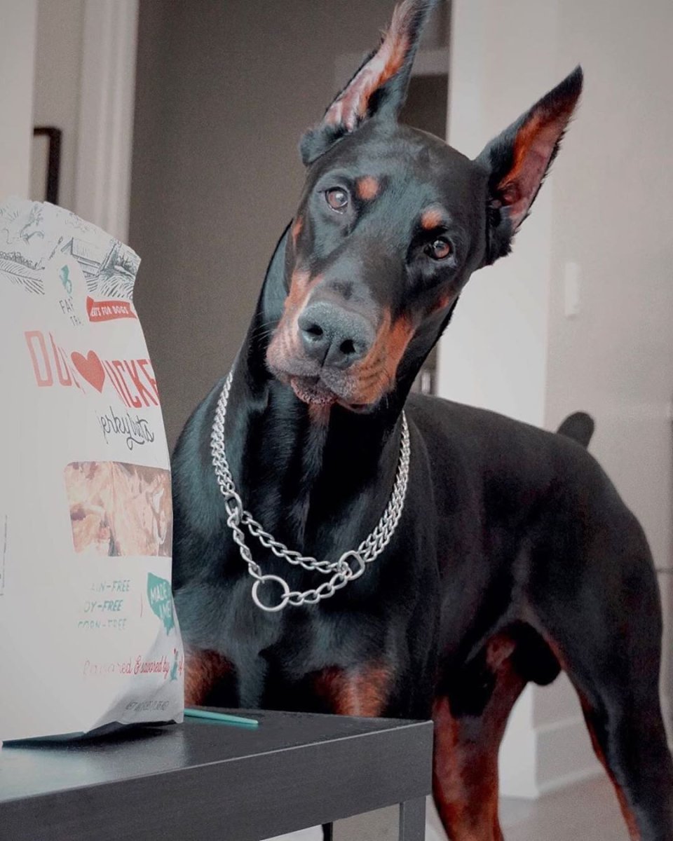 Джек Рассел альбинос