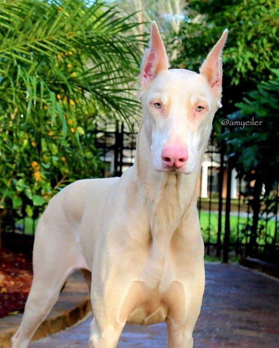 Доберман-пинчер альбинос