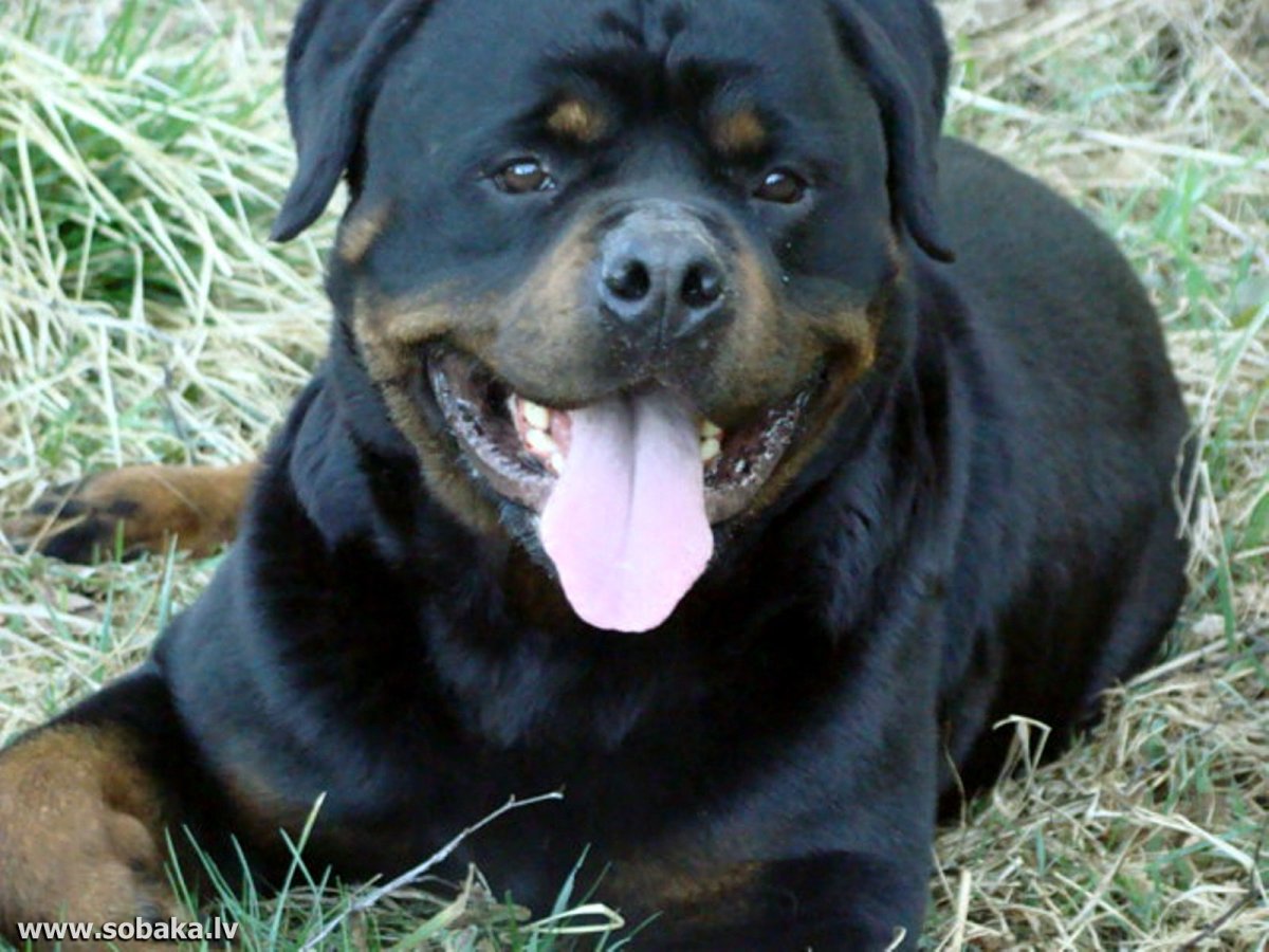 Метис ротвейлера и лабрадора