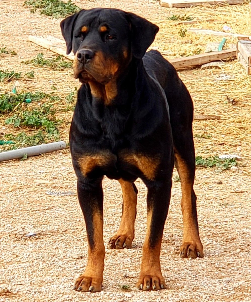Лабрадор ротвейлер