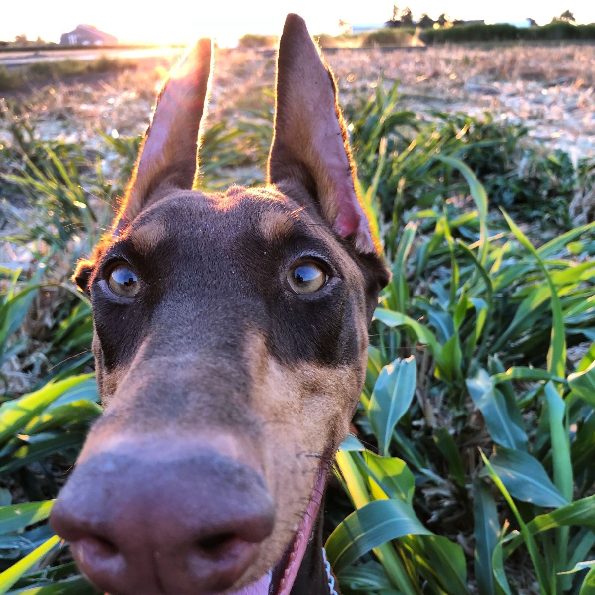 Рыжий Доберман