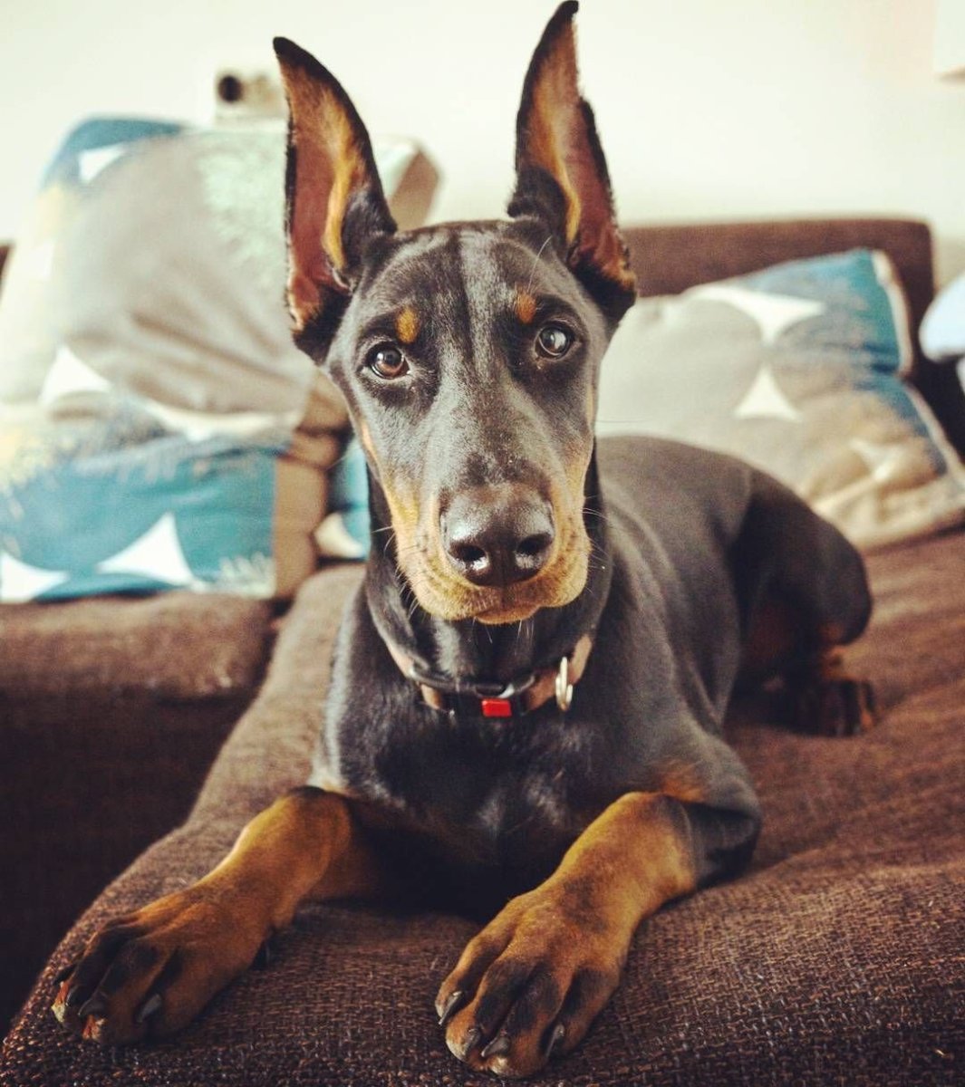 Доберман расцветки