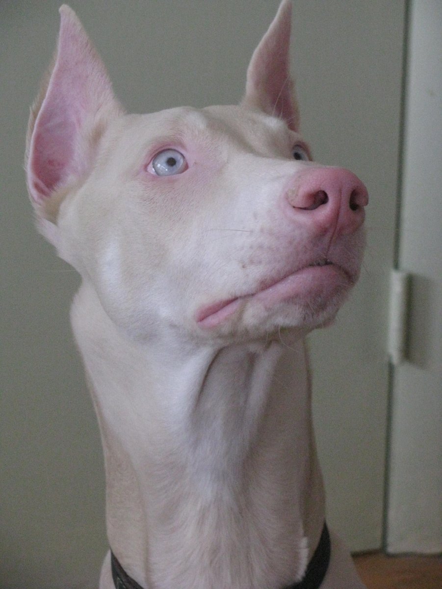 Доберман-пинчер шоколадный