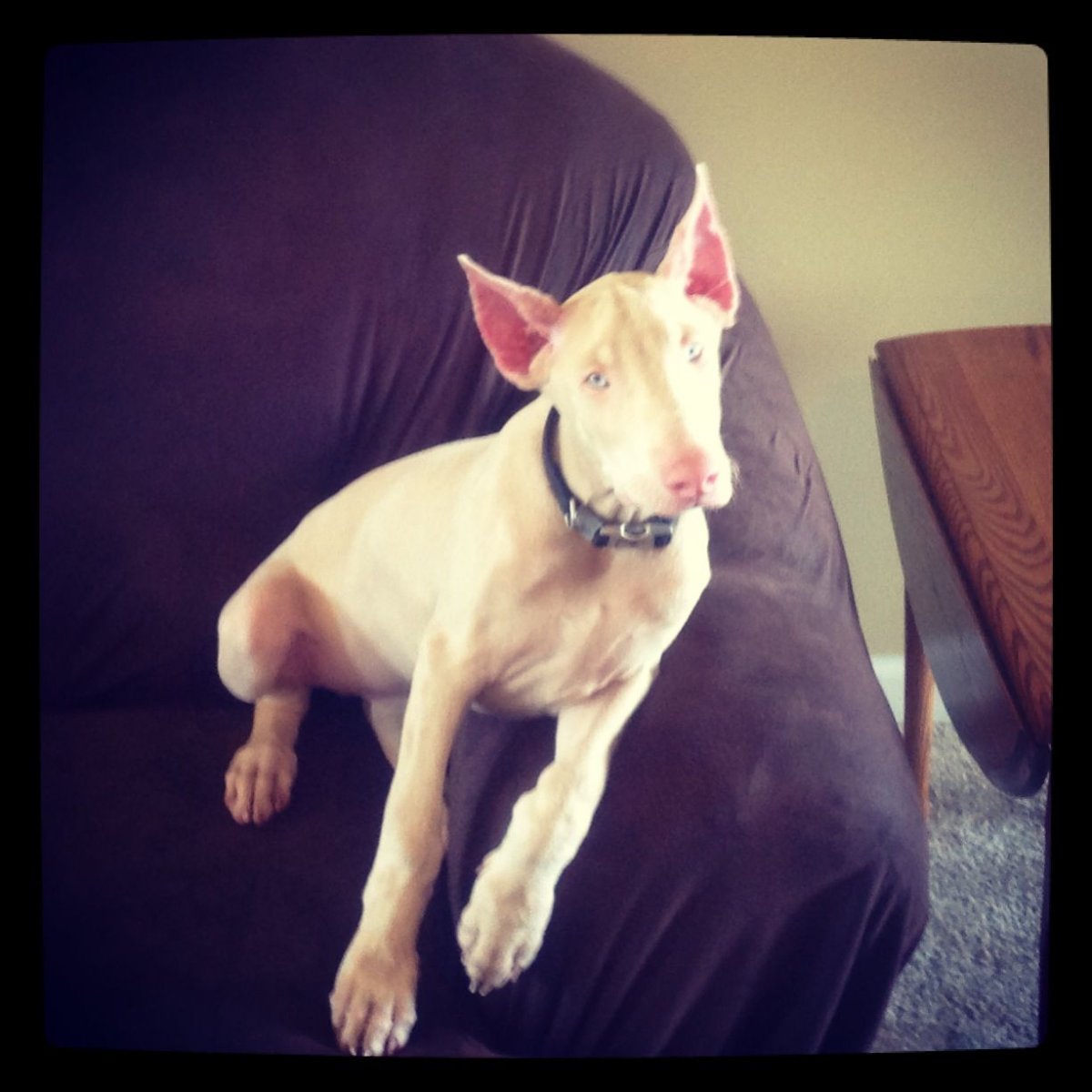 Собака Доберман белый