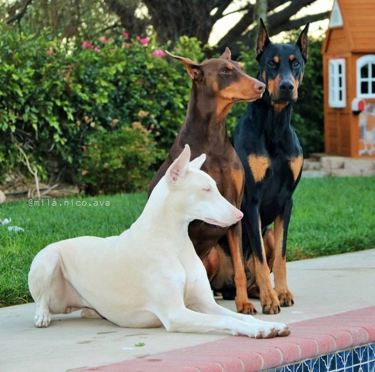 Изабелловый Доберман