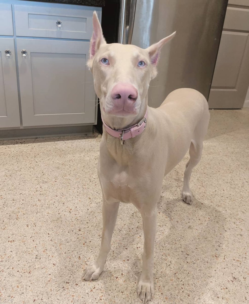 Собака Доберман