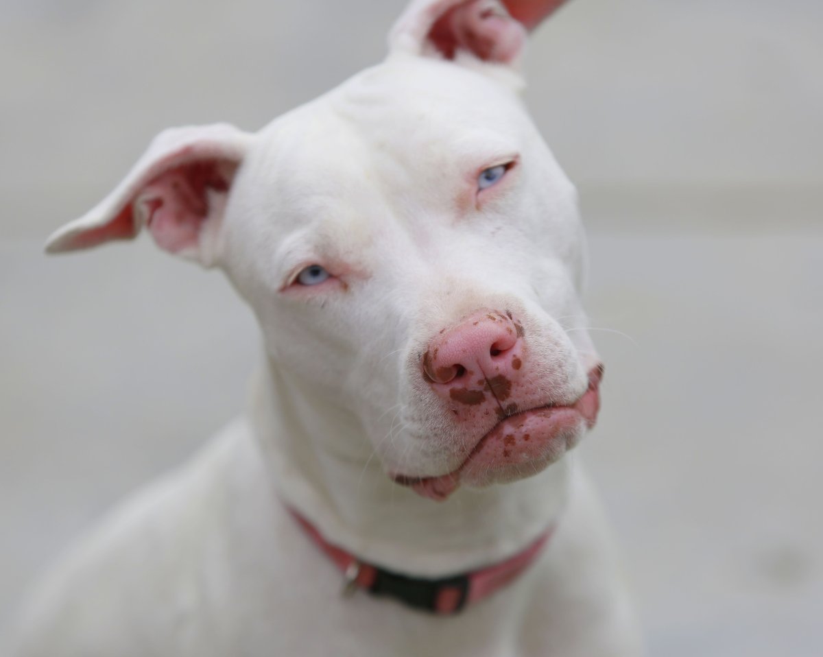 Доберман-пинчер окрасы