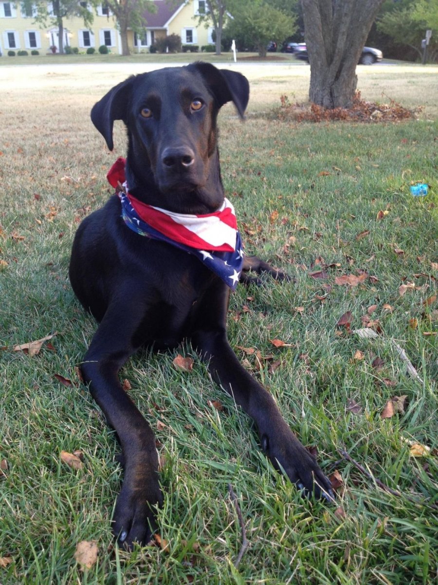 Черный метис лабрадора ретривера