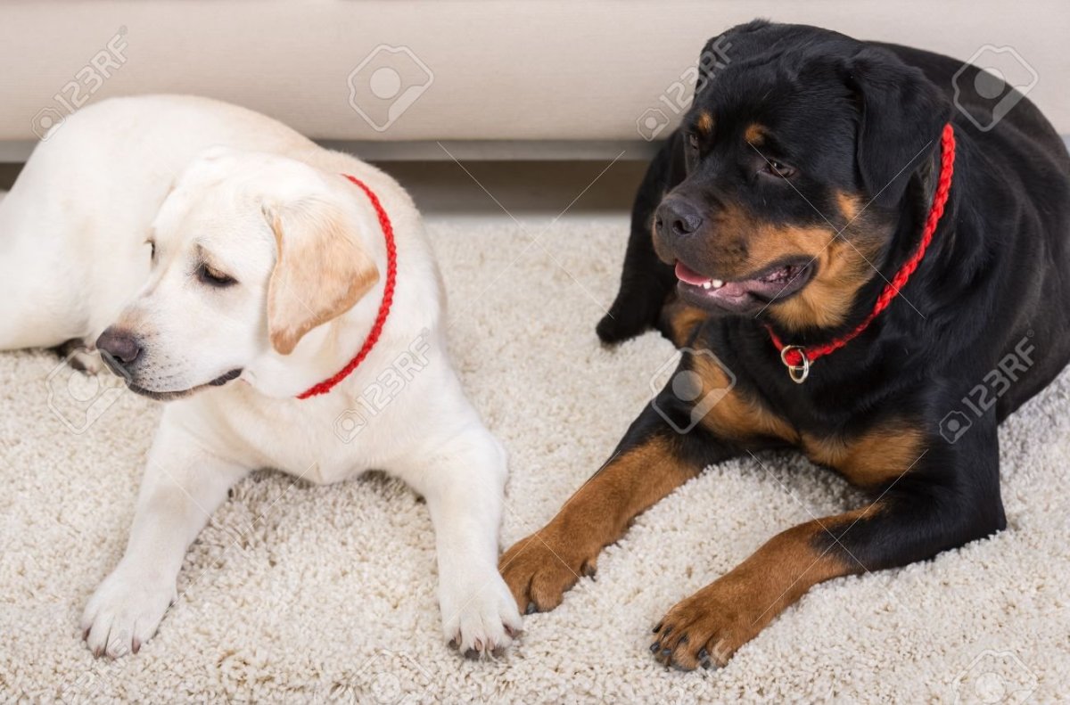 Метис овчарка ротвейлер Доберман