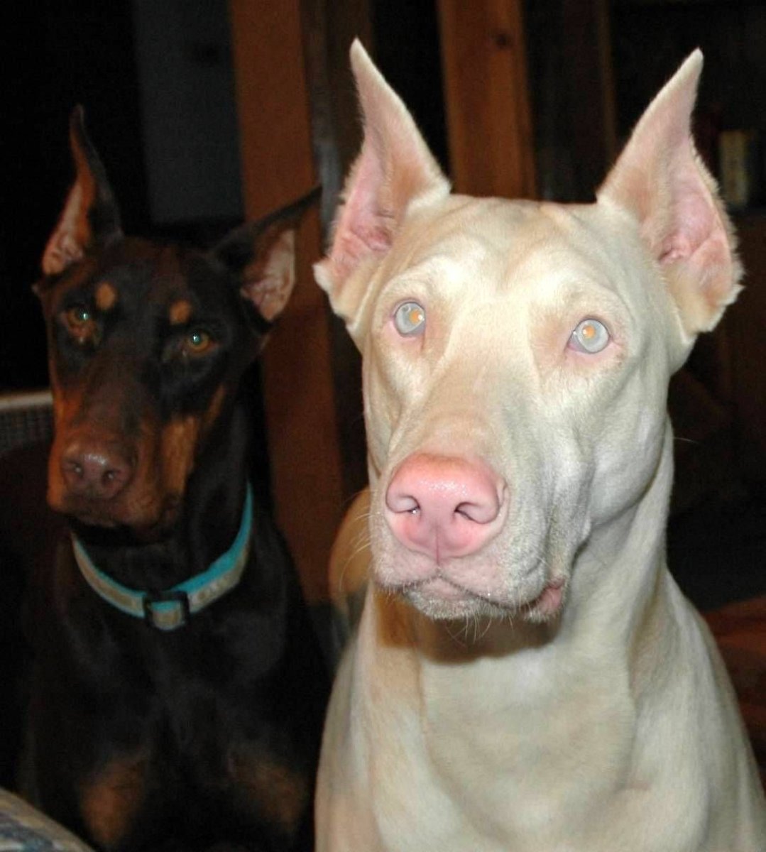 Белый Доберман альбинос