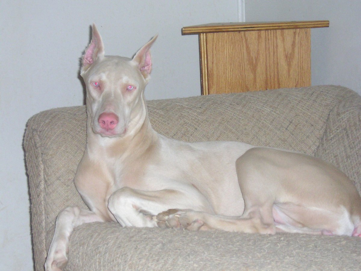 Поденко ибиценко порода