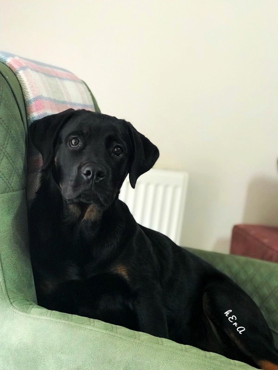 Лабрадор ротвейлер черный