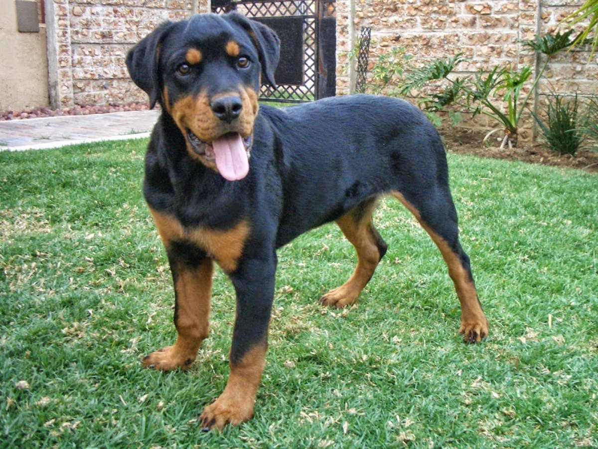 Метис добермана и ротвейлера