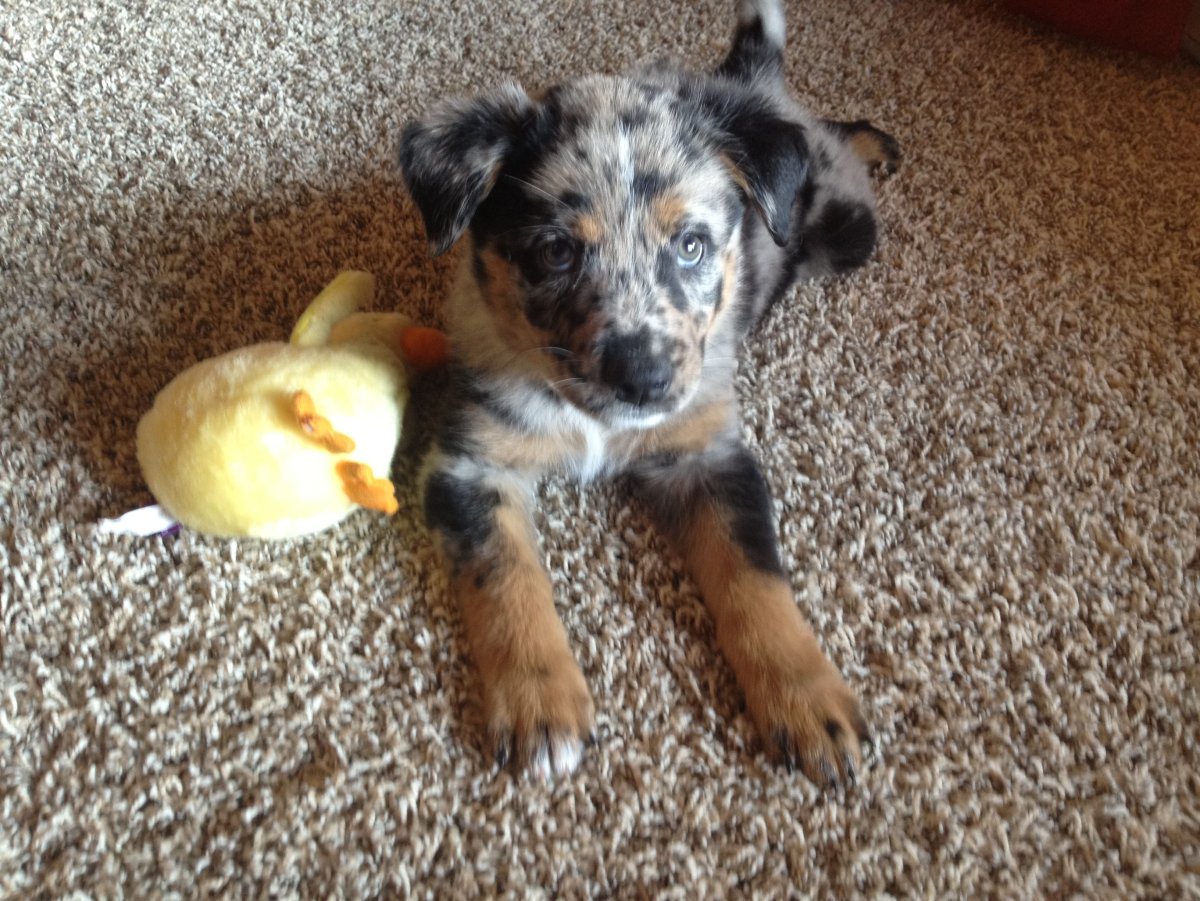 Ротвейлер кора