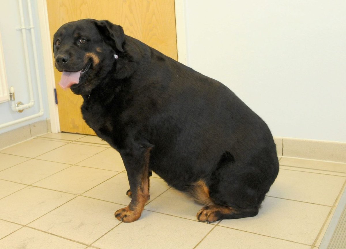 Ротвейлер и зенненхунд