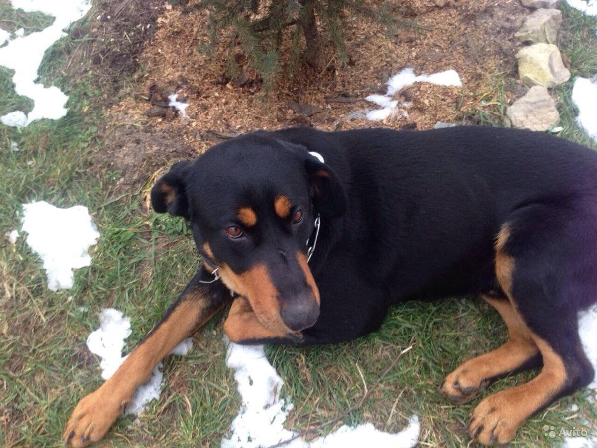 Метис ротвейлера и лабрадора