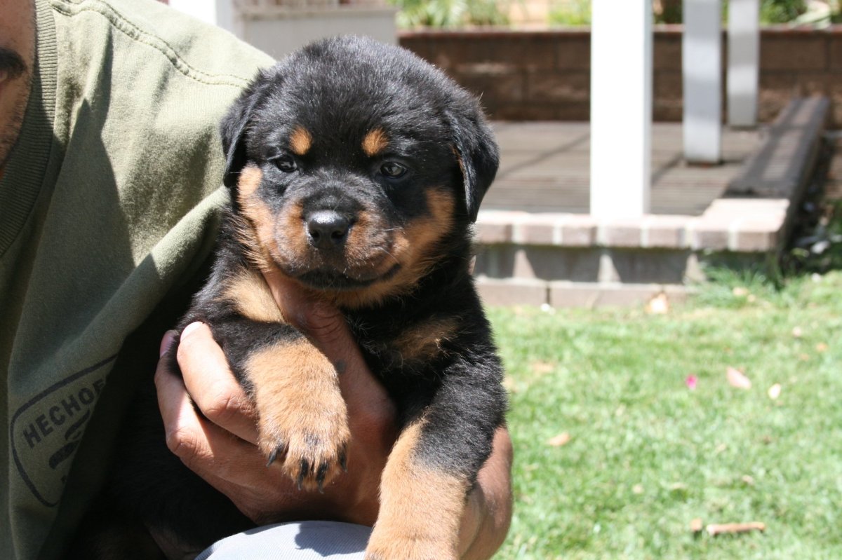 Щенки австралийского хилера