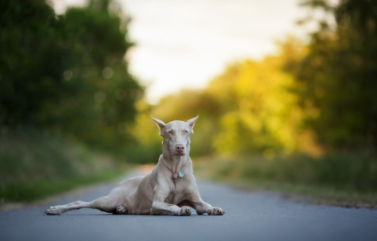 Доберман изабелловый окрас