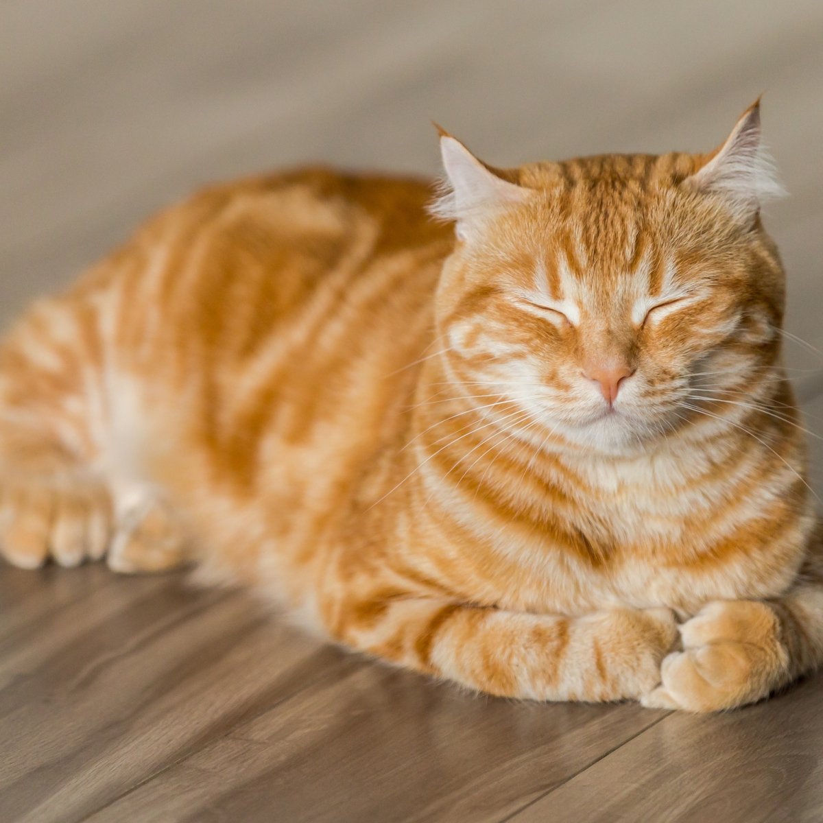 Рыжий котёнок