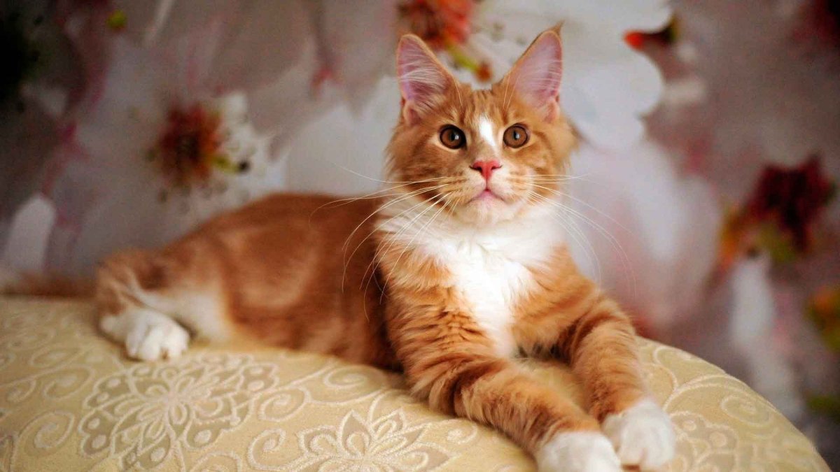 Кот Мейн кун