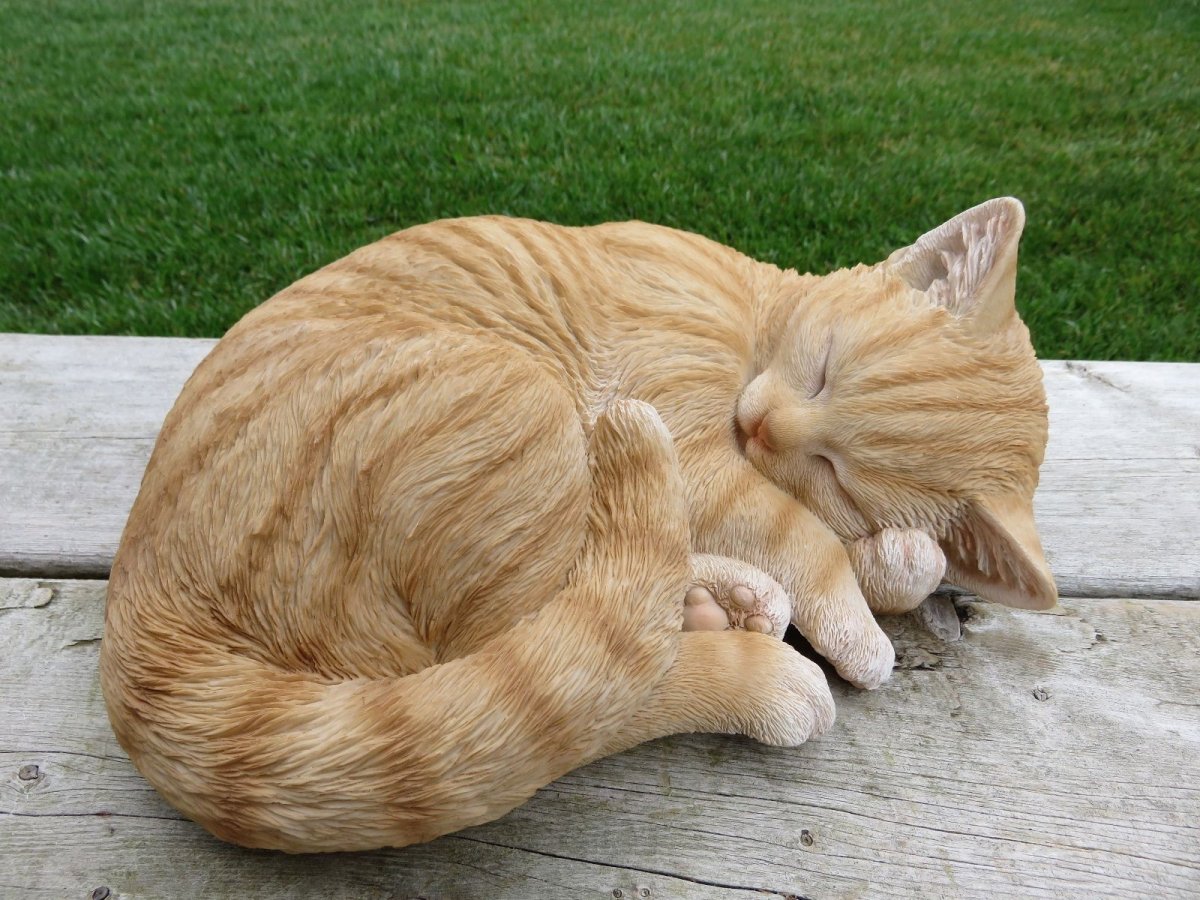 Cat curled up