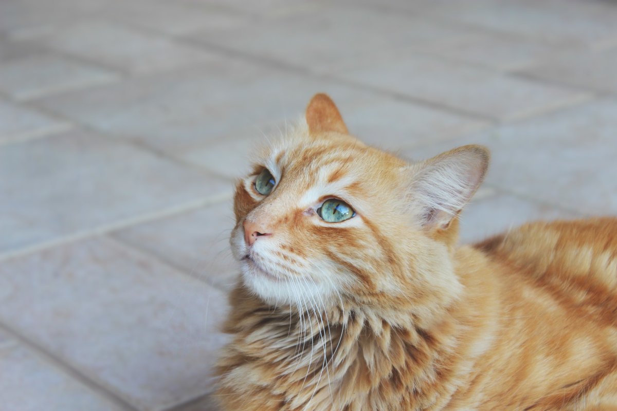 Рыжий кот Эстетика