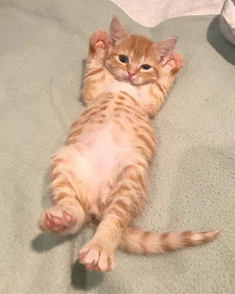 Рыжие бенгальские котята