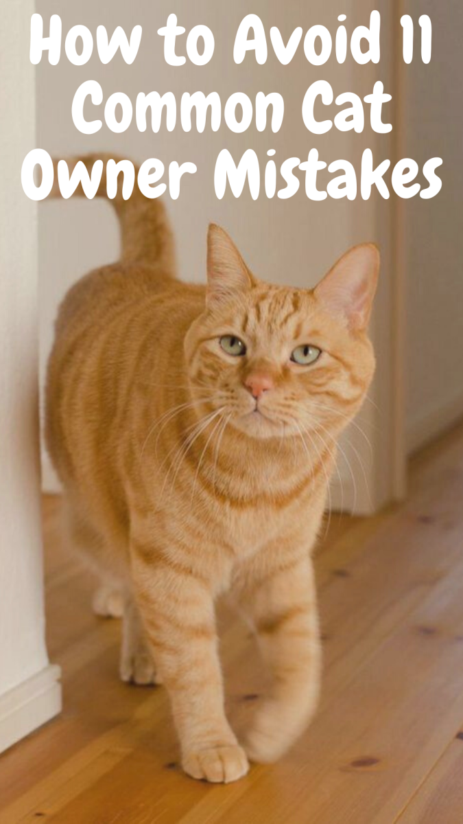 Порода табби кот рыжий