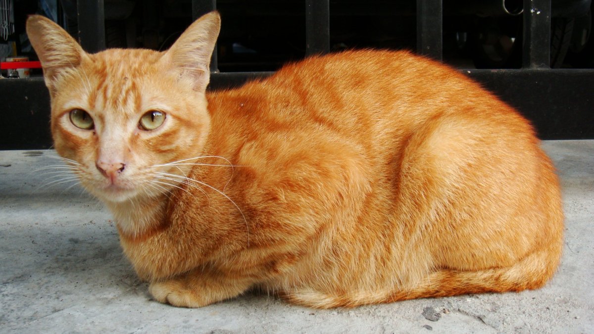 Ginger tabby Cat порода