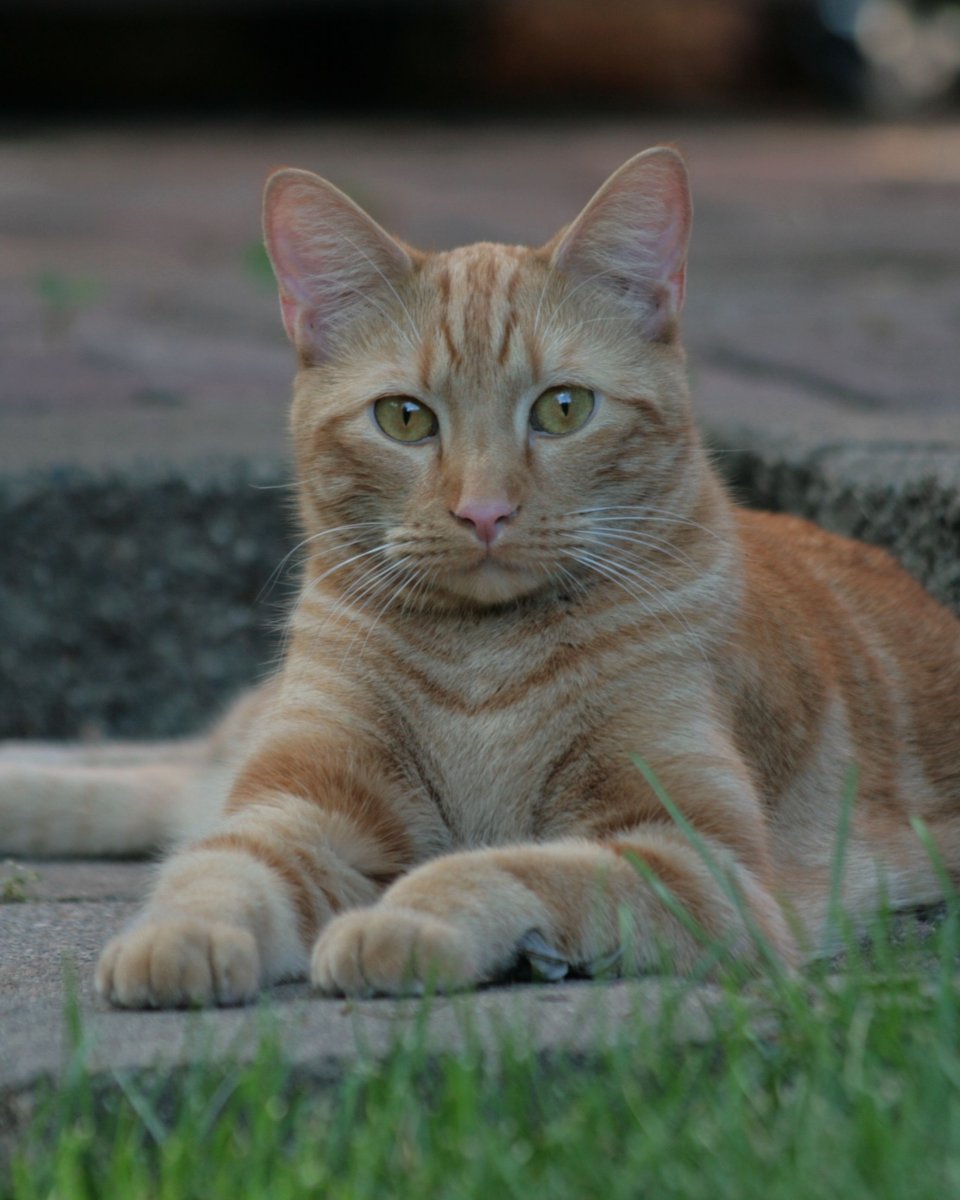 Аравийский МАУ рыжий