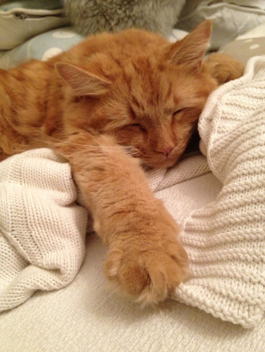 Рыжий котик Эстетика