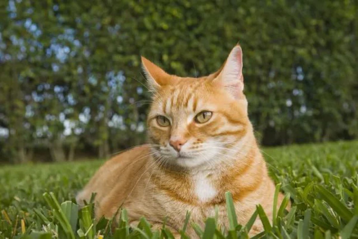 Ginger tabby Cat порода