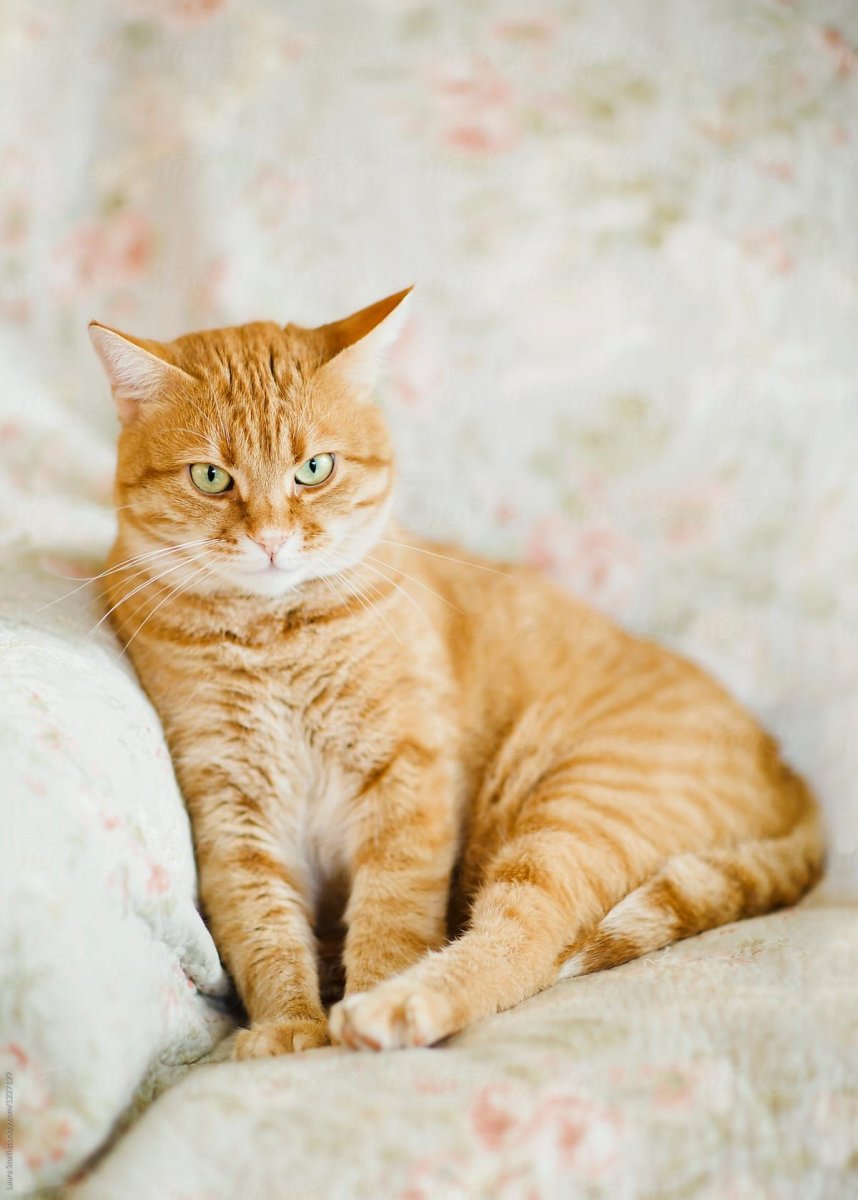 Бразильская короткошерстная кошка рыжая