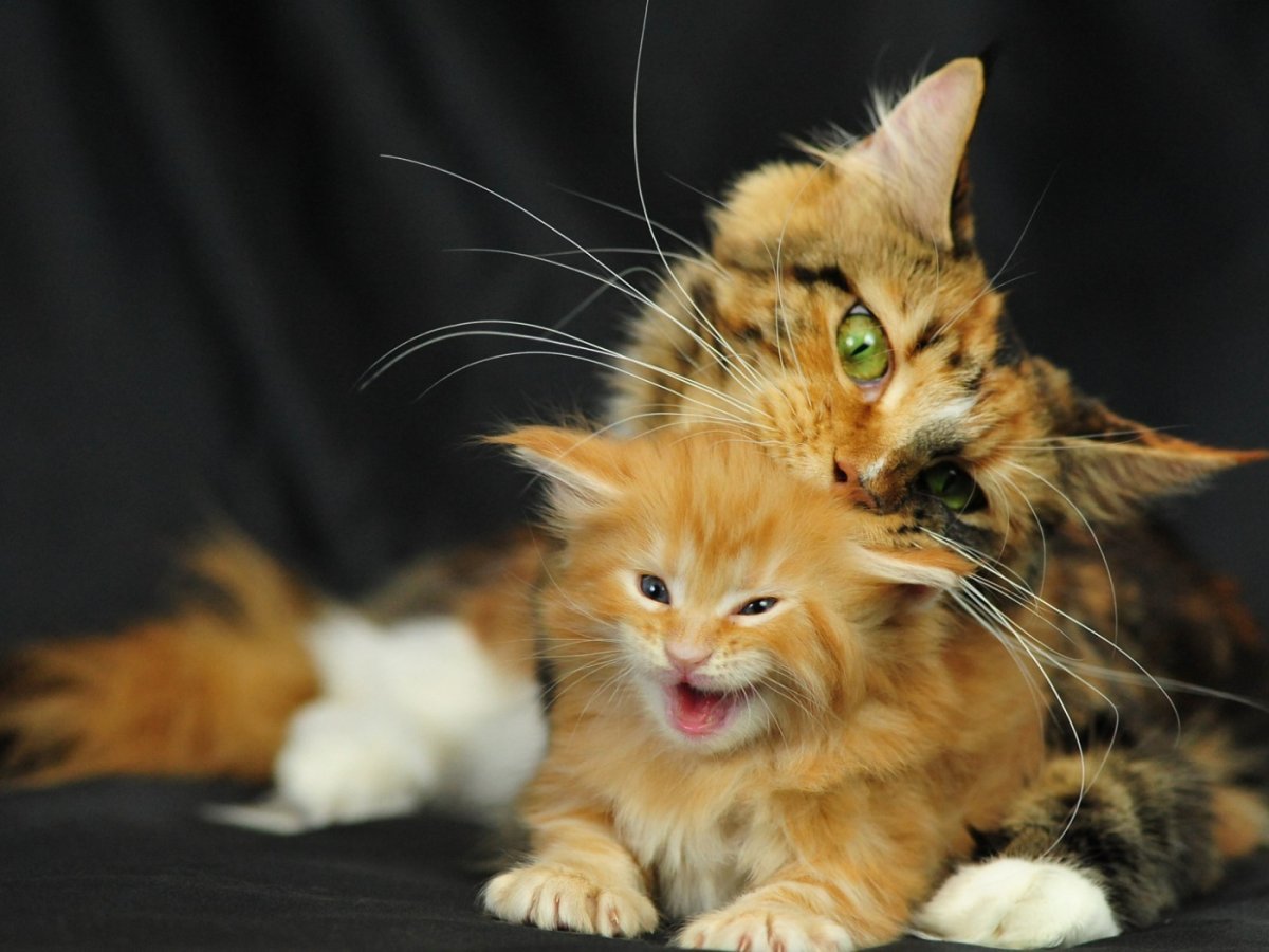 Котята Мейн кун