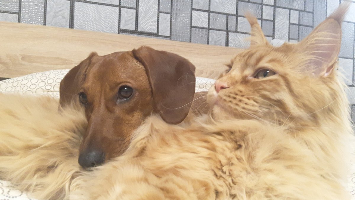 Мейн кун и такса