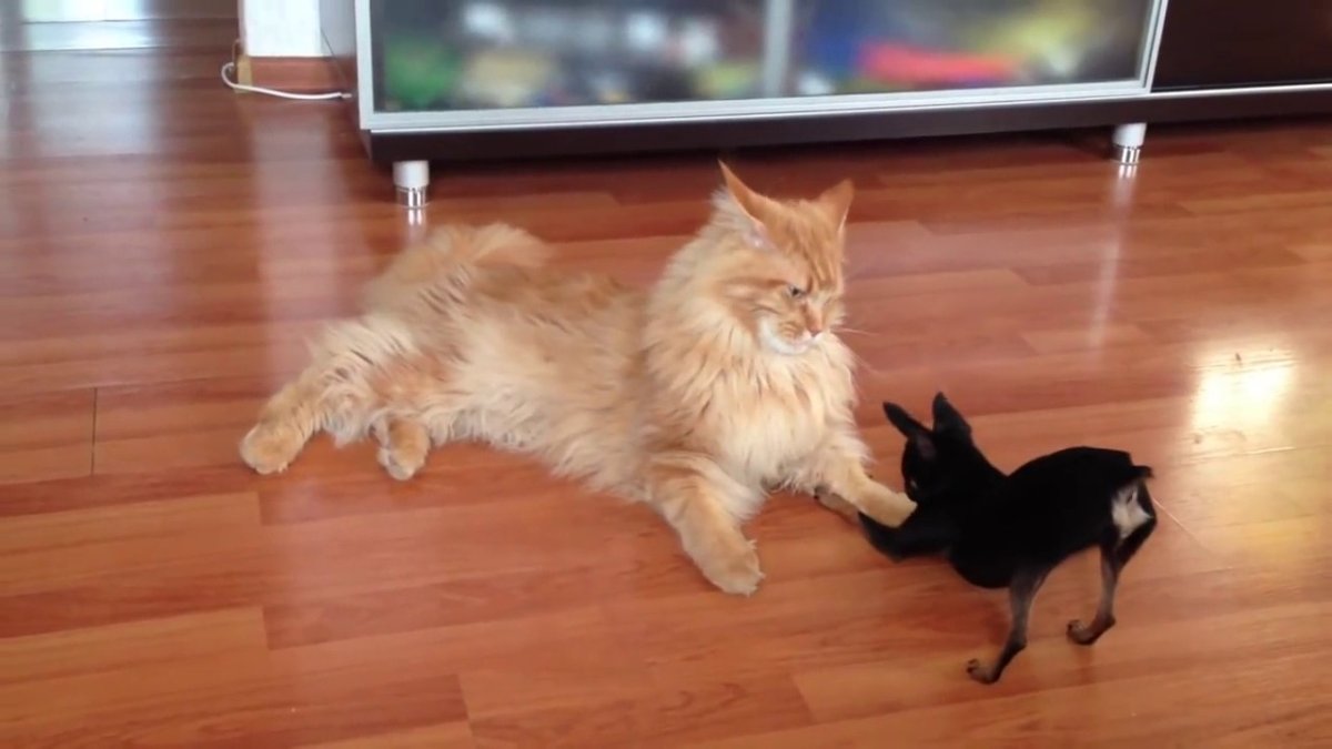 Мейн кун и маленькая собачка