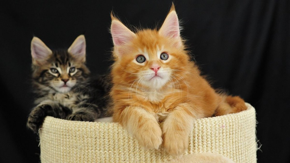 Рыжий котёнок